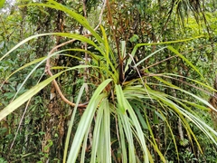 Freycinetia