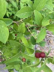 Magnoliopsida