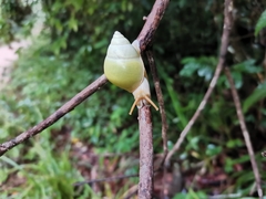 Amphidromus atricallosus