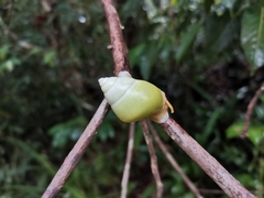Amphidromus atricallosus