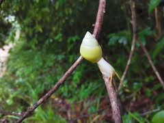 Amphidromus atricallosus