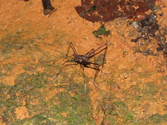 Phalangopsis