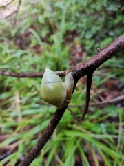 Amphidromus atricallosus