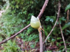 Amphidromus atricallosus