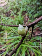 Amphidromus atricallosus