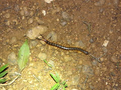 Scolopendra viridicornis