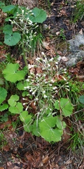 Petasites albus