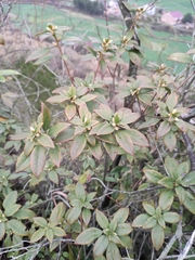 Rhododendron bachii