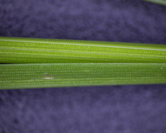 Carex mesochorea
