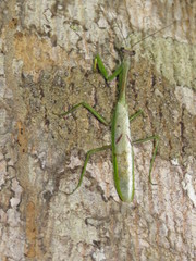 Stagmatoptera supplicaria
