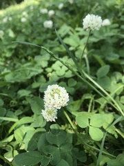 Trifolium repens