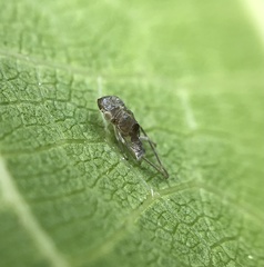 Homalodisca vitripennis