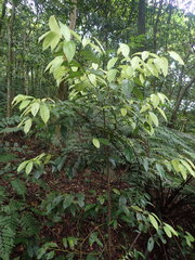 Cryptocarya chinensis