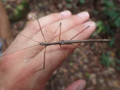 Huananphasma amicum