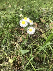 Erigeron philadelphicus
