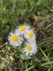 Erigeron philadelphicus