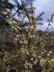 Litsea cubeba