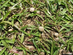 Lepus sinensis formosus