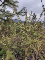 Litsea cubeba