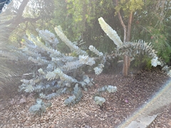 Eucalyptus macrocarpa