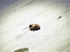 Ptinus texanus