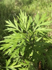 Artemisia