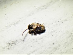Ptinus texanus