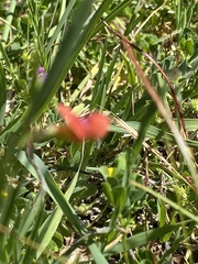 Lathyrus sphaericus