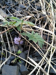 Hydrophyllum capitatum