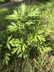 Artemisia