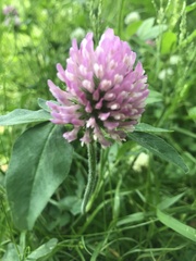 Trifolium pratense