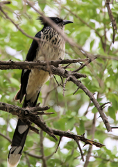 Clamator levaillantii