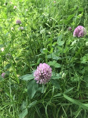 Trifolium pratense