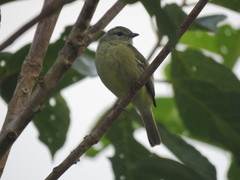 Camptostoma obsoletum