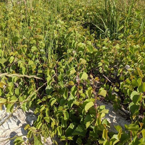 Image of Vitis rupestris by no rights reserved