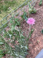 Asteraceae