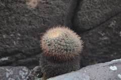 Mammillaria rhodantha