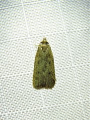 Glyphidocera juniperella