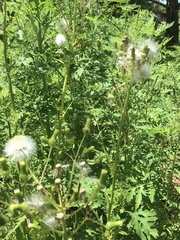 Erechtites hieraciifolius image