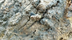 Protaetia orientalis submarmorea