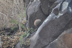 Mammillaria rhodantha