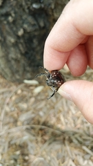 Protaetia orientalis submarmorea