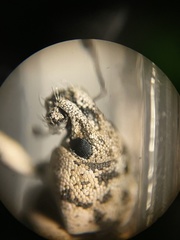 Colecerus marmoratus