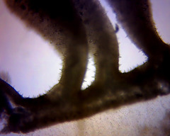 Hohenbuehelia podocarpinea image