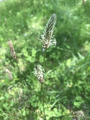 Plantago lanceolata