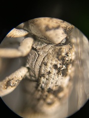 Colecerus marmoratus