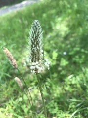 Plantago lanceolata