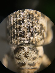 Colecerus marmoratus