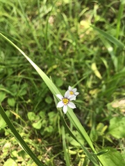 Sisyrinchium rosulatum