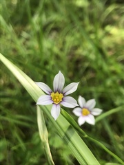 Sisyrinchium rosulatum